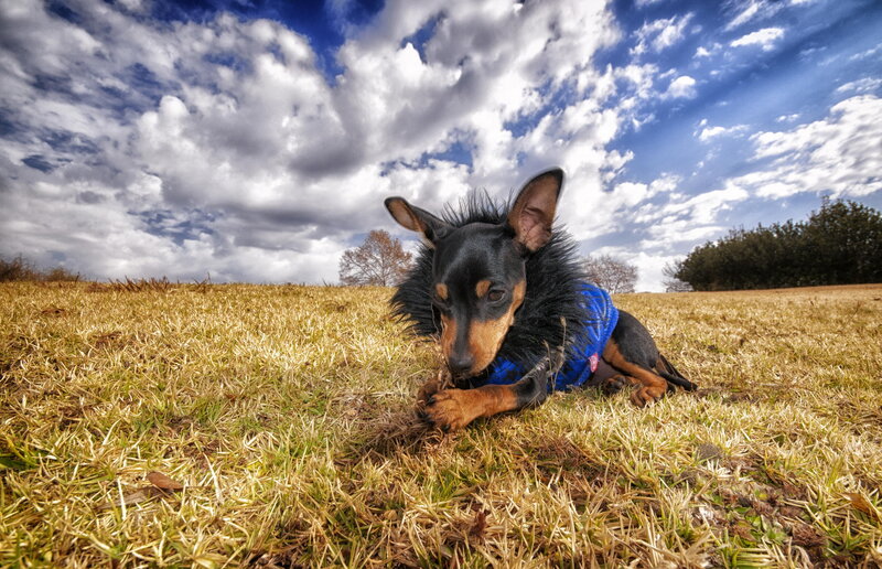 Dog in Blue Vest
