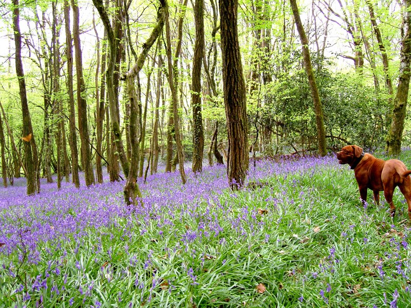 Dog in Bluebell Forest