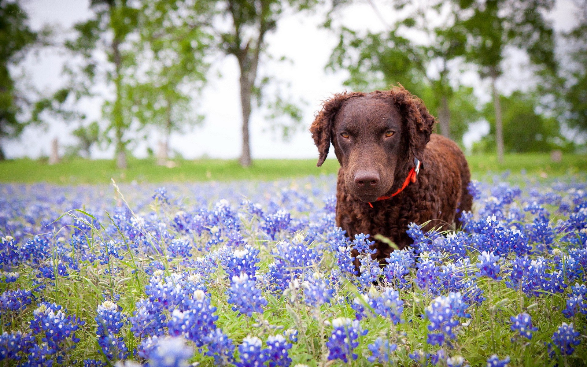 dog in bluebonnet field