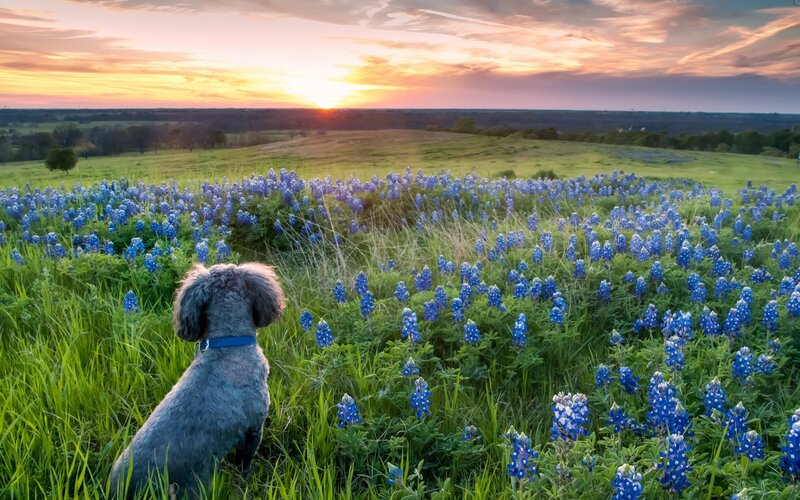Dog in bluebonnet field at sunset