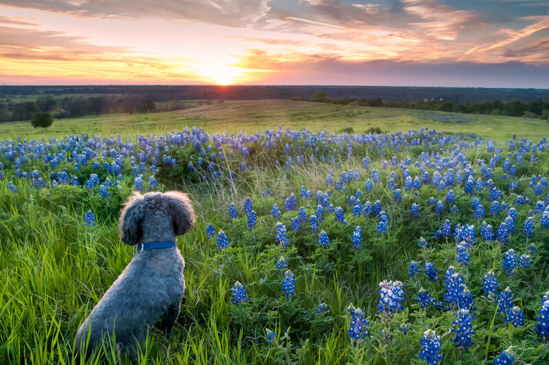 Dog in Bluebonnet Field — Blue