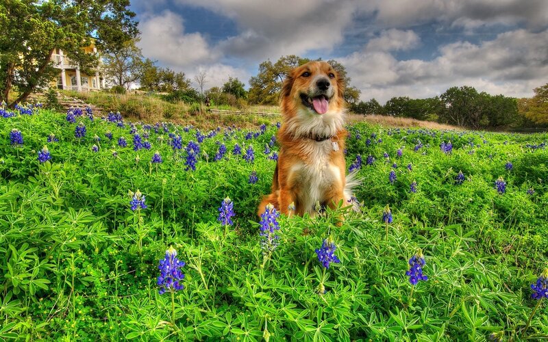 Dog in Bluebonnet Field — Green, Serene