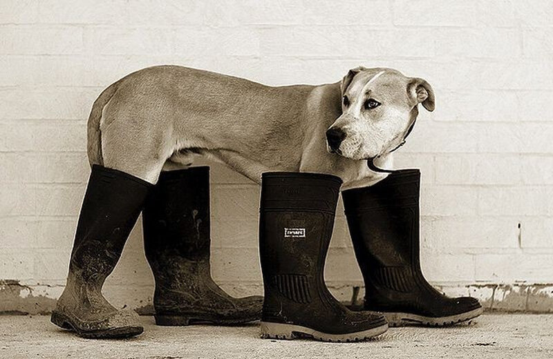 dog in boots