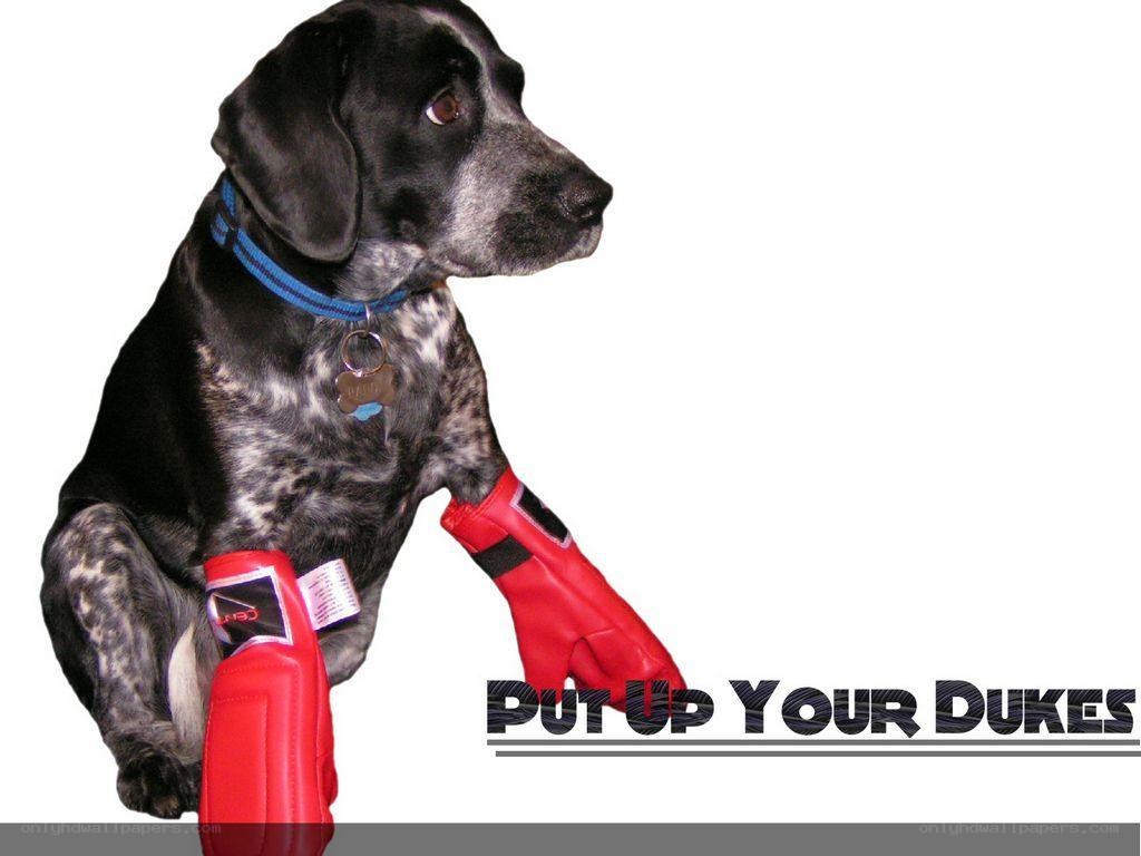 dog in boxing gloves