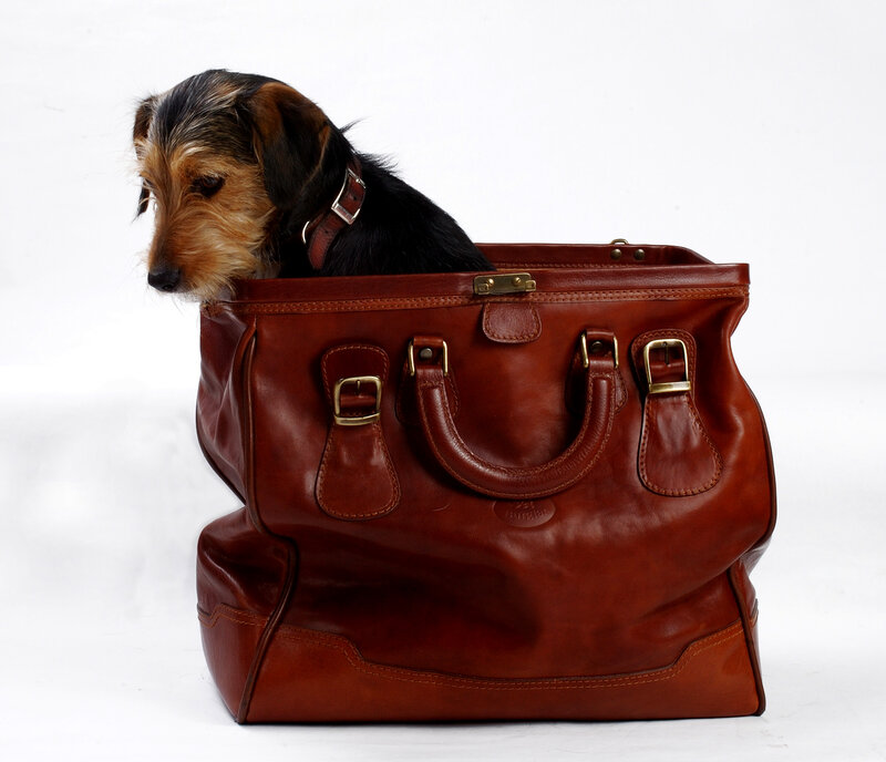 Dog in Brown Bag