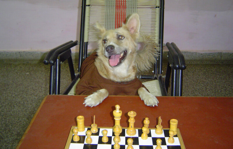 Dog in Brown Shirt — Playful