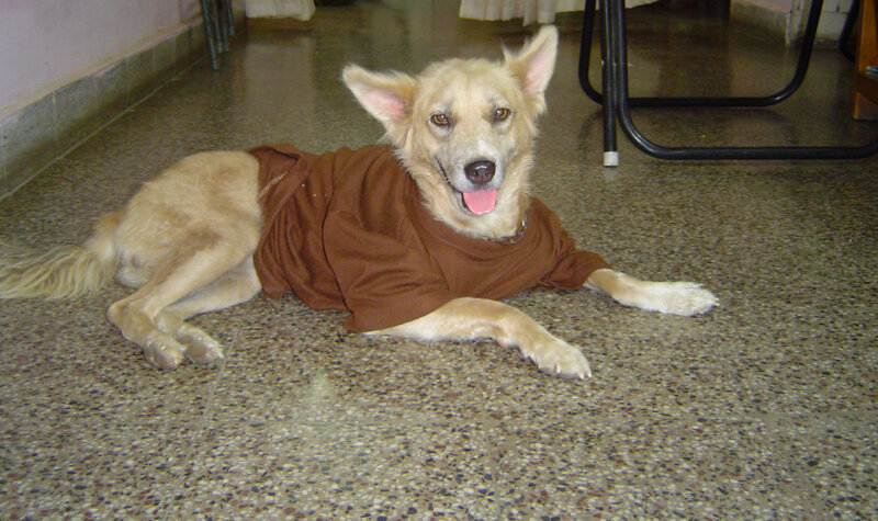 Dog in Brown Shirt