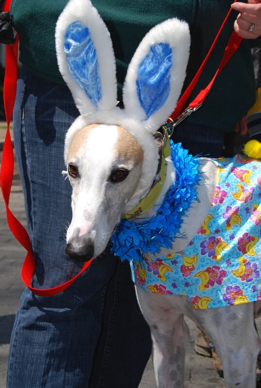 dog in bunny costume