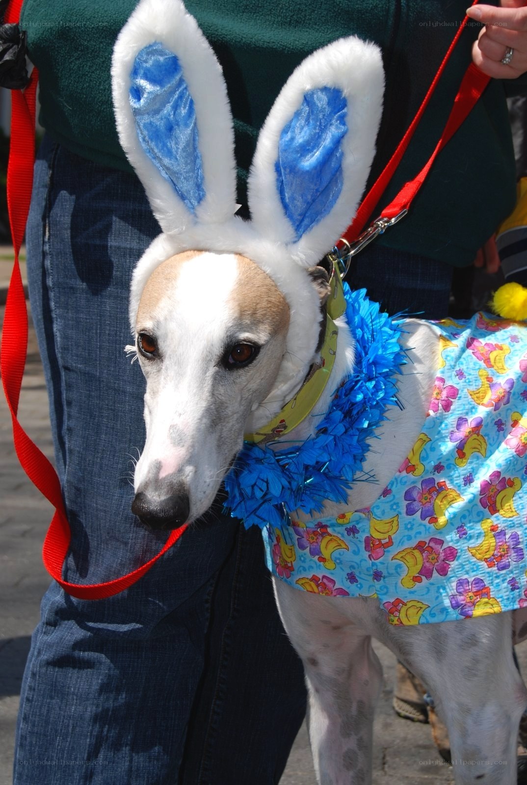dog in bunny costume