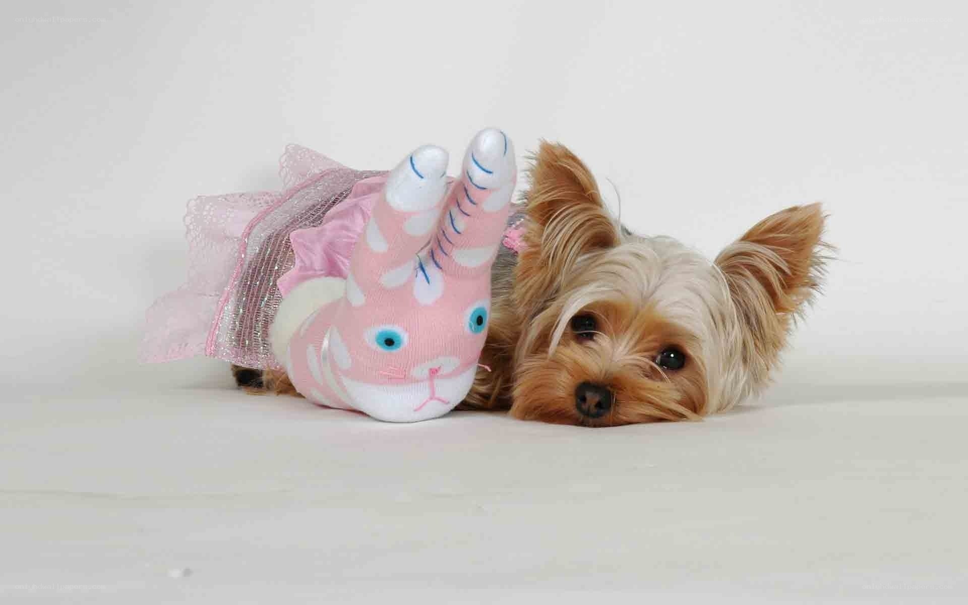 dog in bunny costume