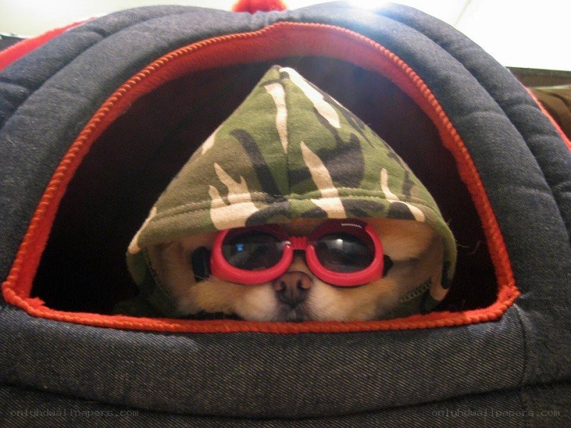 dog in camouflage hat