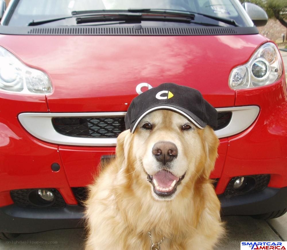 dog in cap by red car