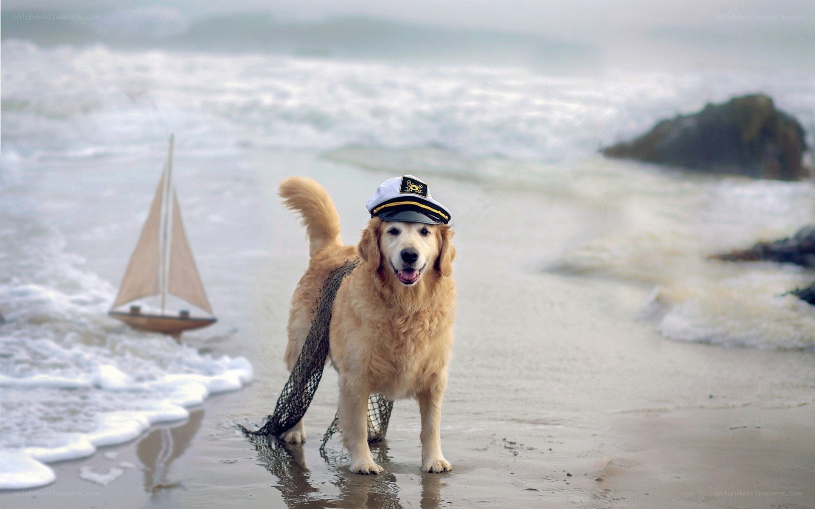 dog in captain hat on beach
