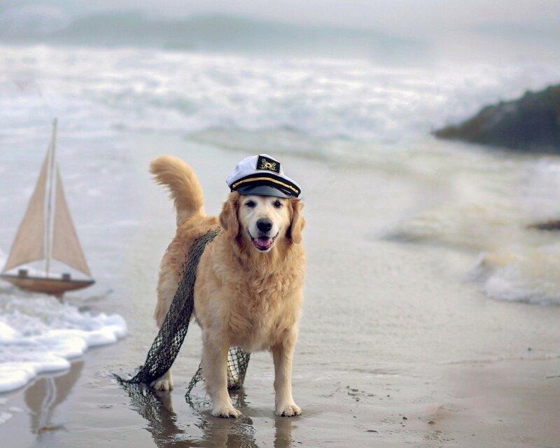 Dog in captain hat on beach