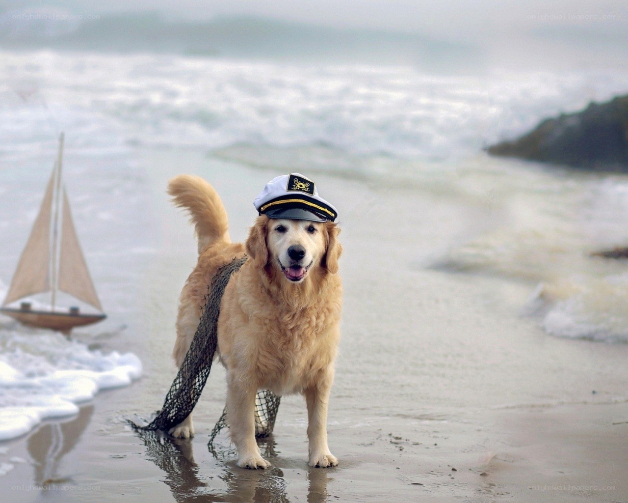 Dog in captain hat on beach