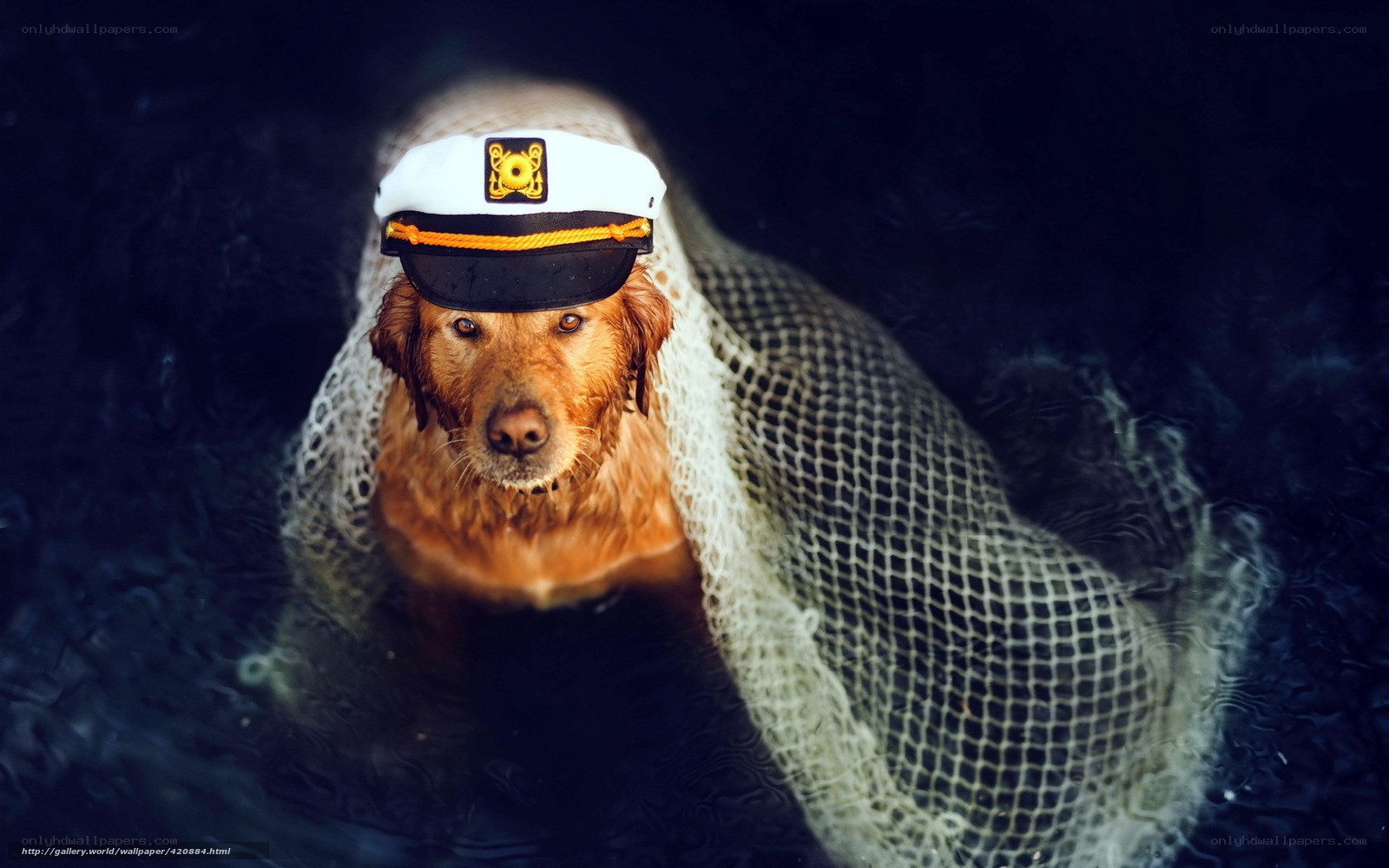 dog in captain hat