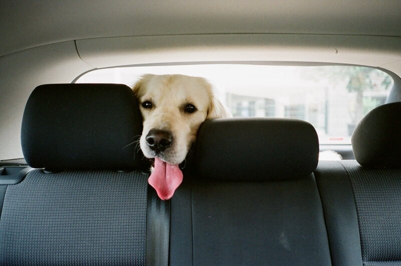 dog in car back seat