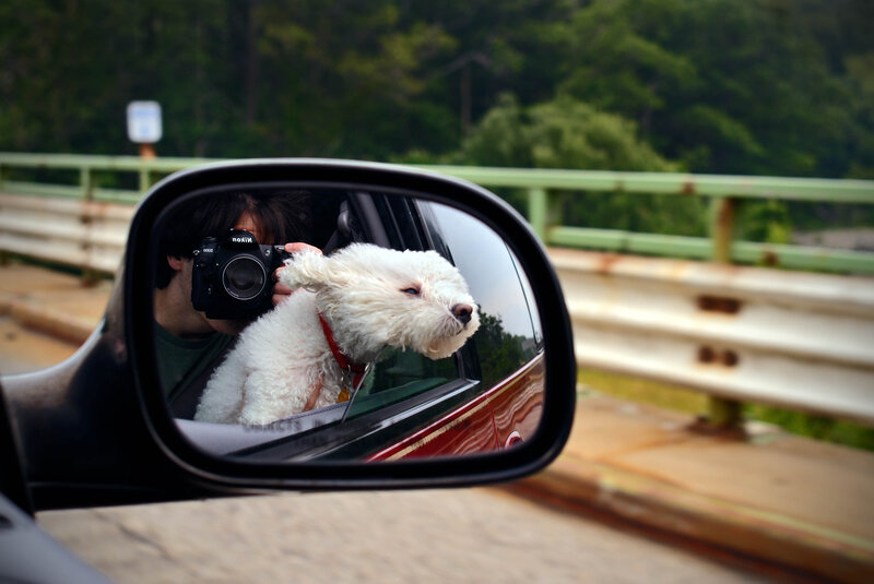 dog in car mirror reflection