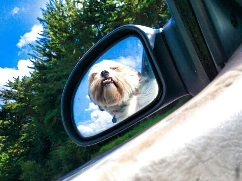 Dog in Car Mirror