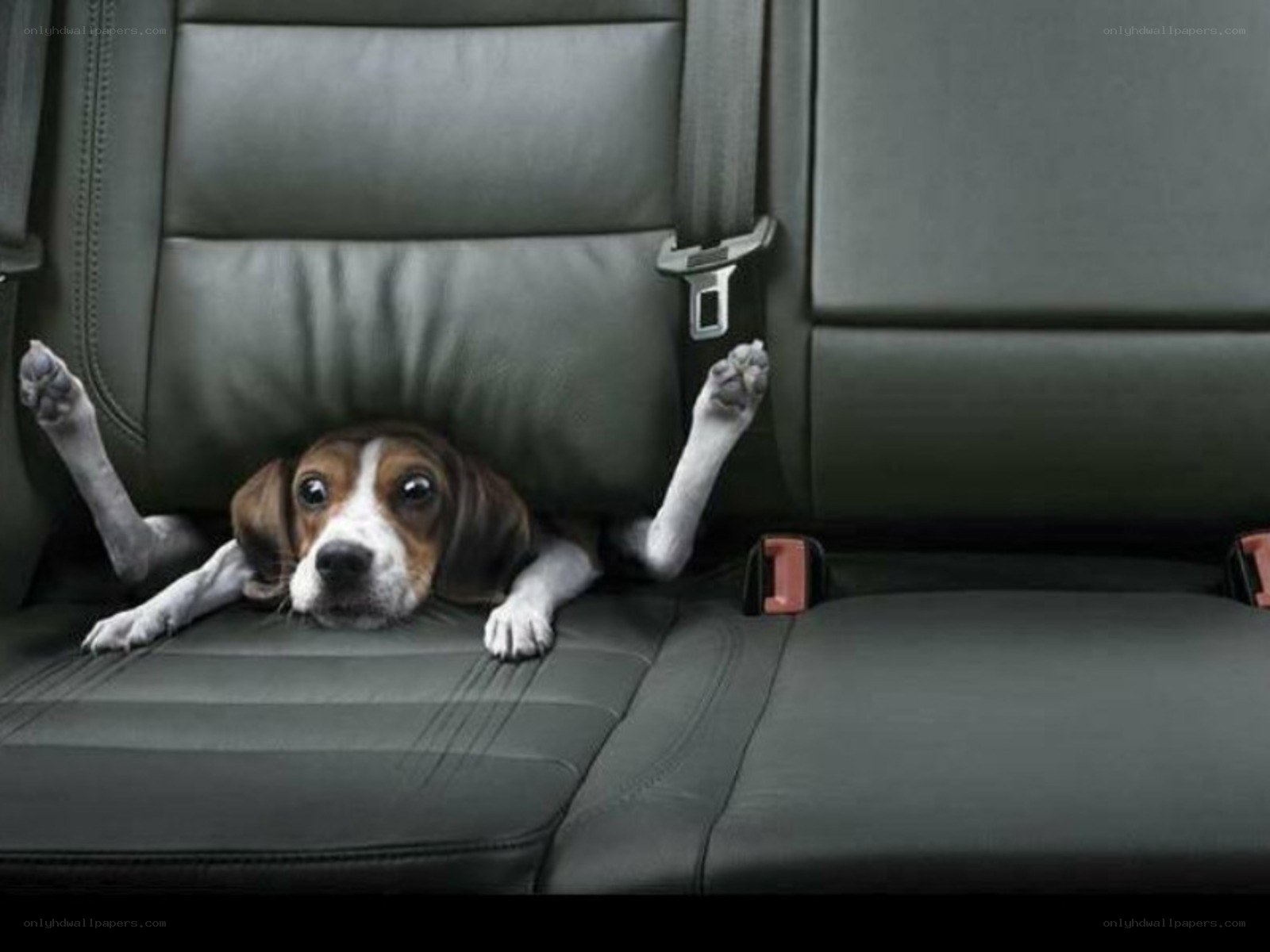dog in car seat