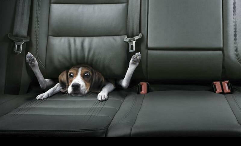 dog in car seat