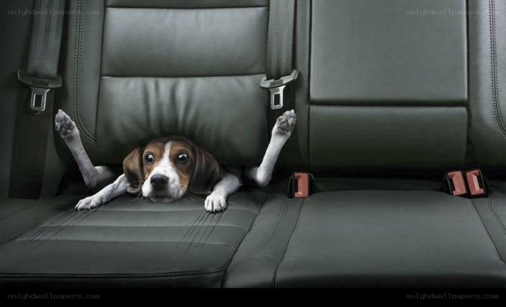 dog in car seat