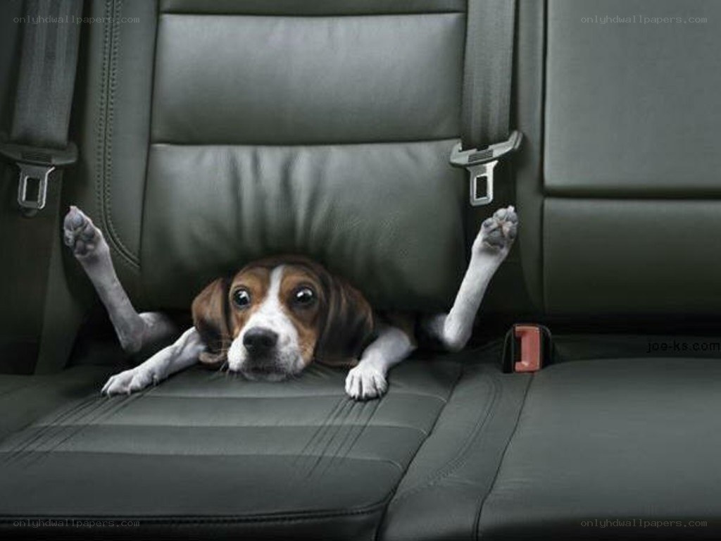 dog in car seat