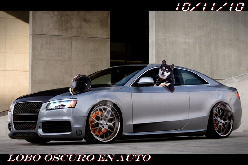 Dog in Car