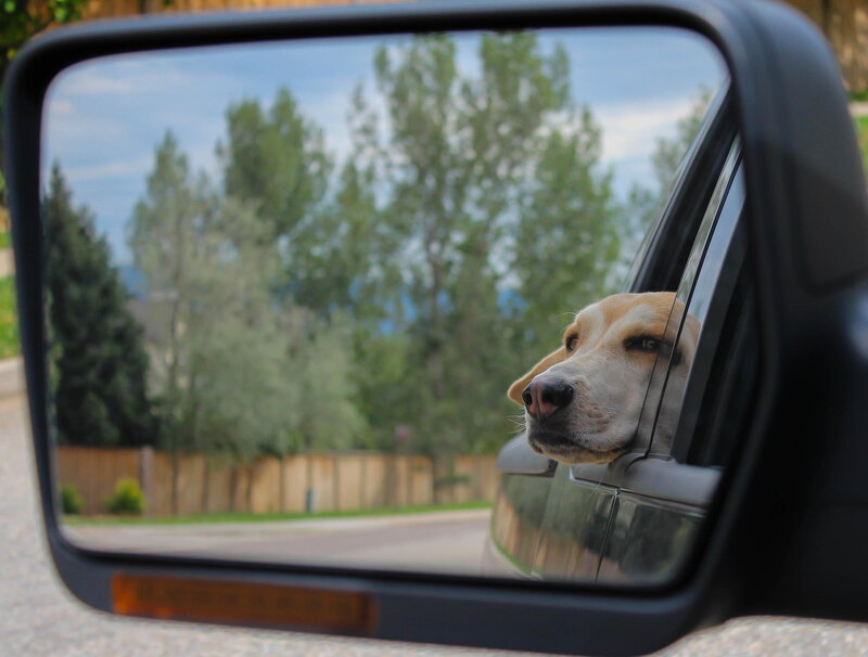 Dog in Car Window — Brown