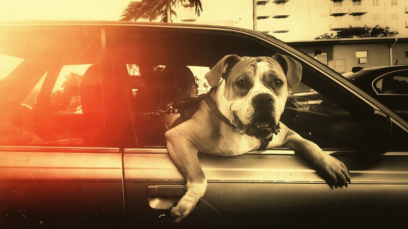 Dog in Car Window — Sepia