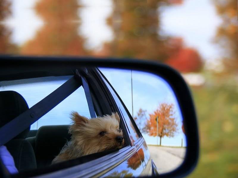 Dog in Car Window