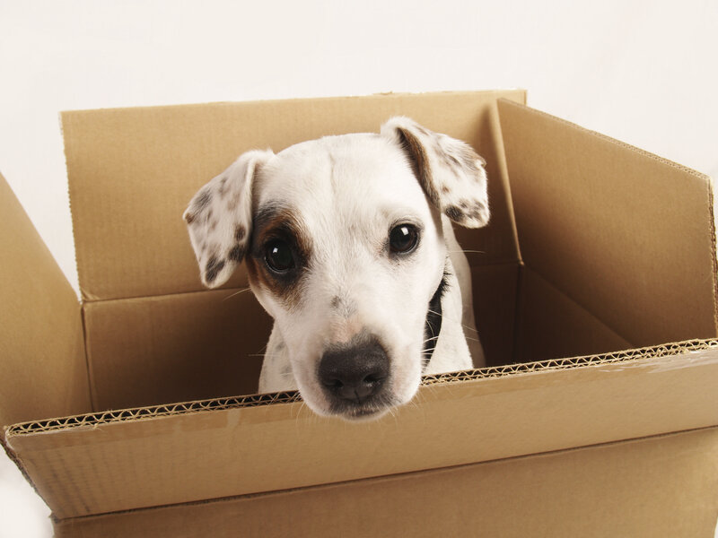 Dog in Cardboard Box — Brown