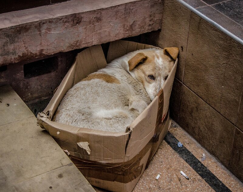 Dog in Cardboard Box