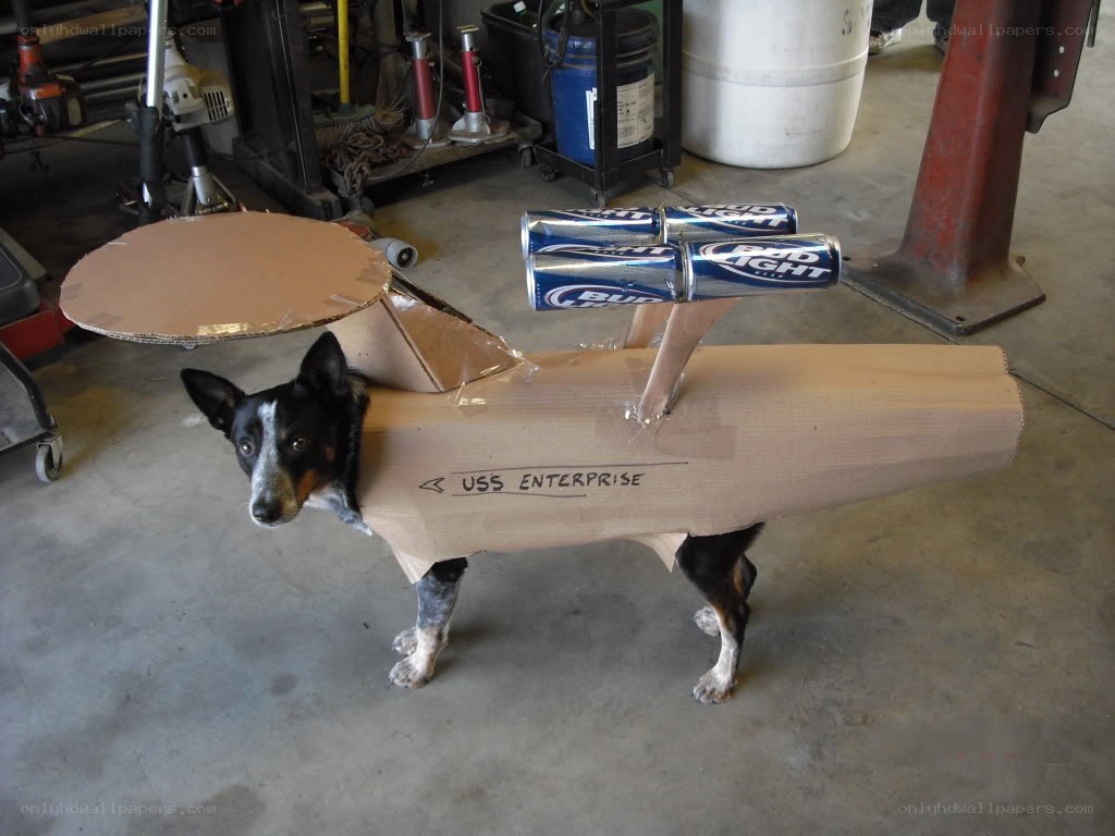 dog in cardboard costume