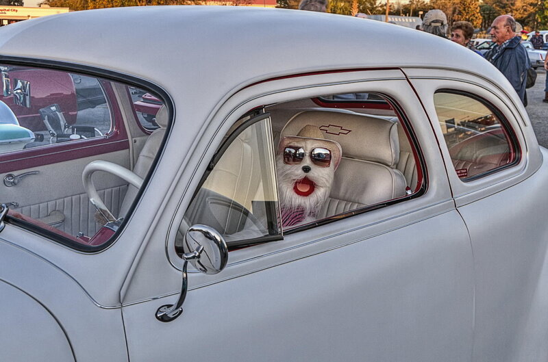 Dog in Classic Car