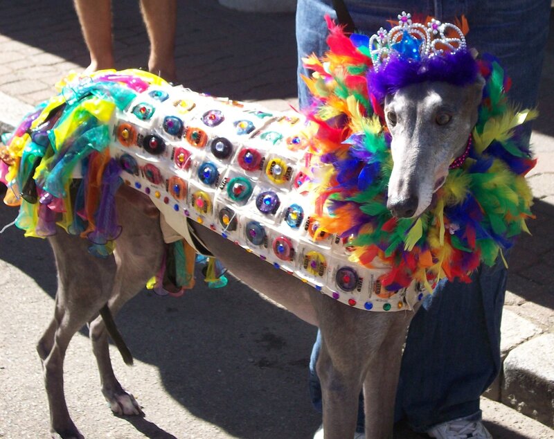 dog in colorful costume