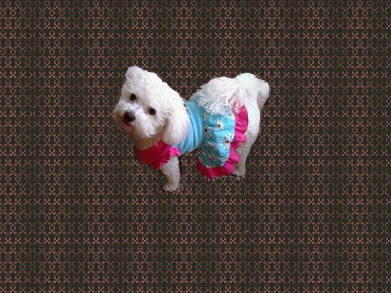 dog in colorful dress