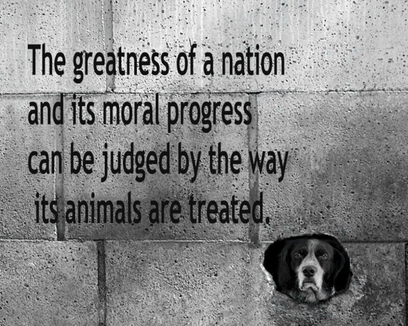 Dog in Concrete Wall