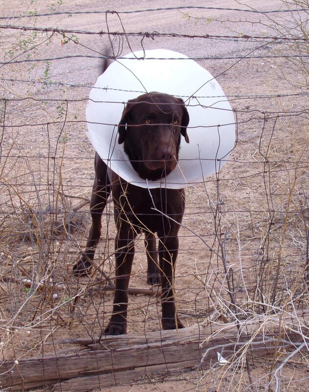 dog in cone behind fence