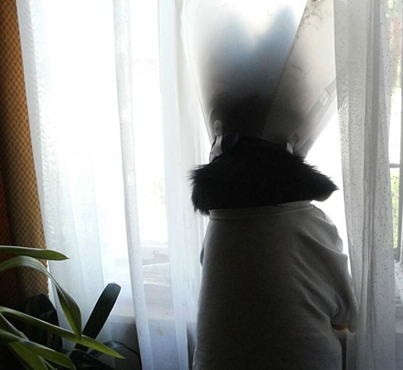 Dog in Cone by Window