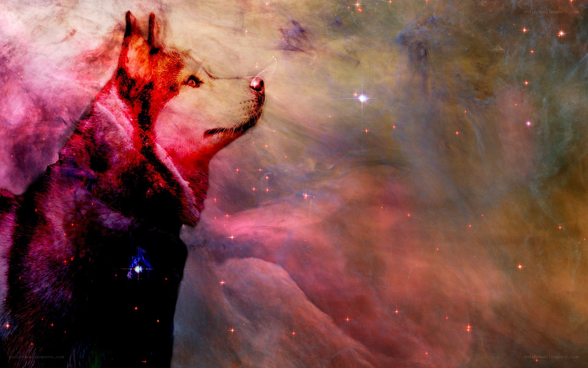 dog in cosmic nebula