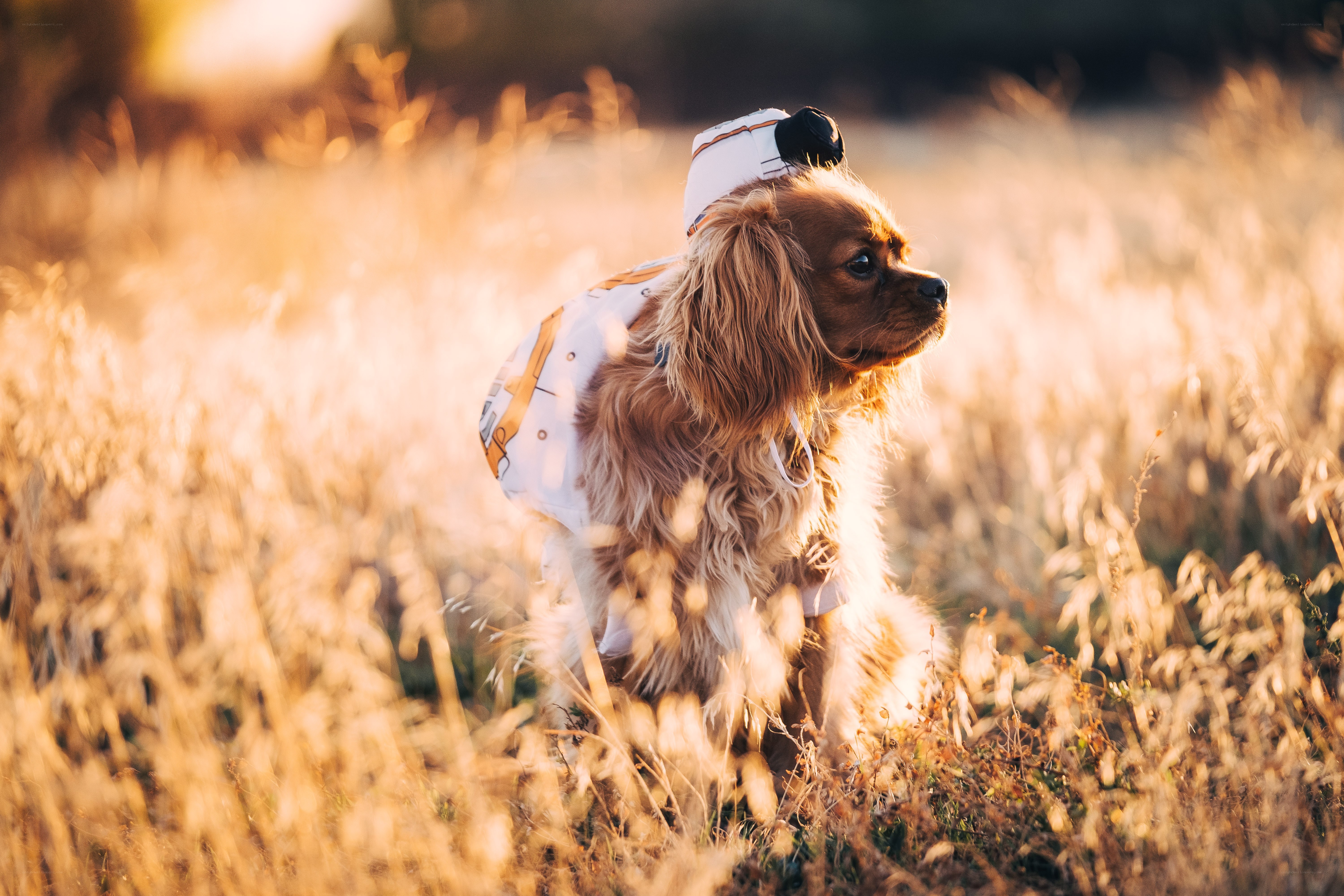 dog in costume at sunset