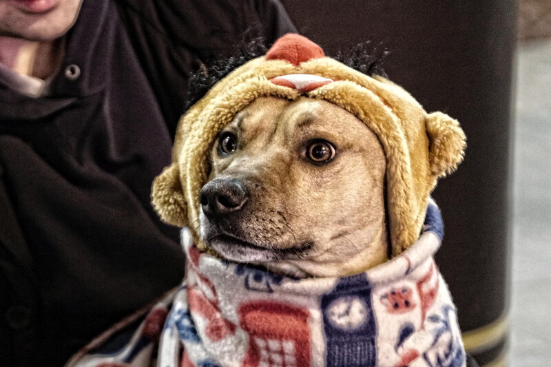 Dog in Costume — Brown