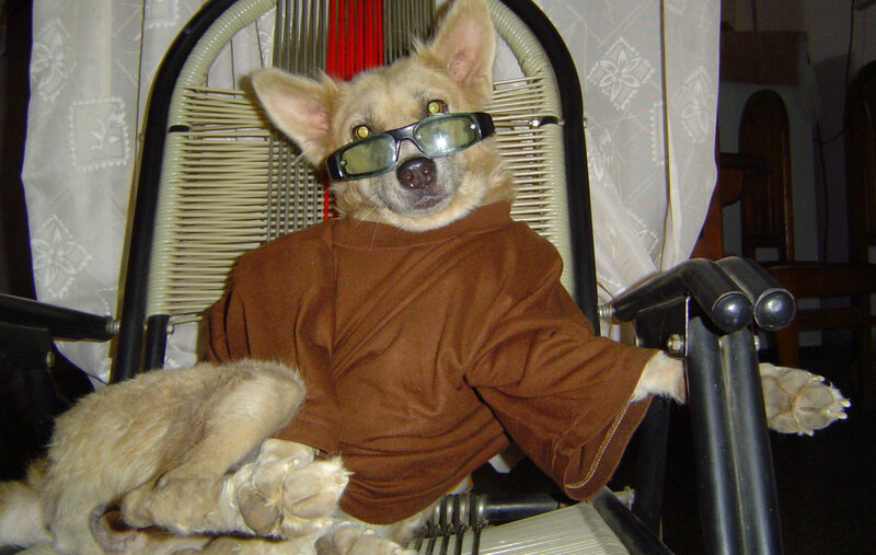 Dog in Costume