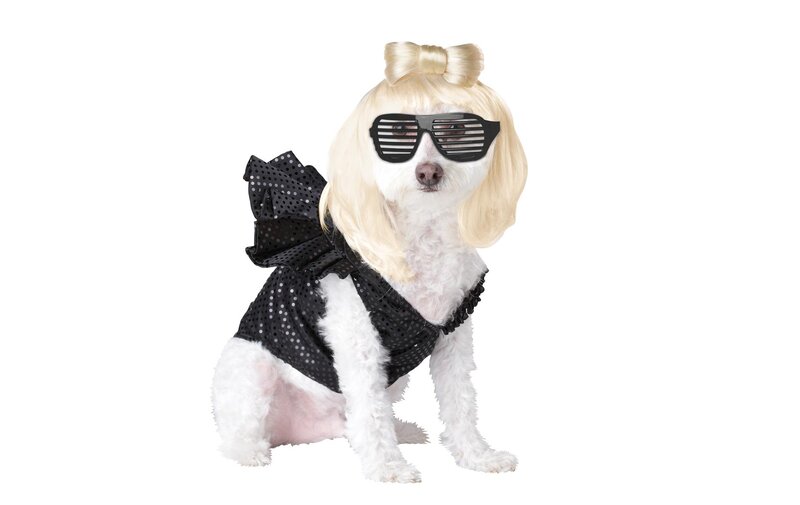 Dog in Costume — White