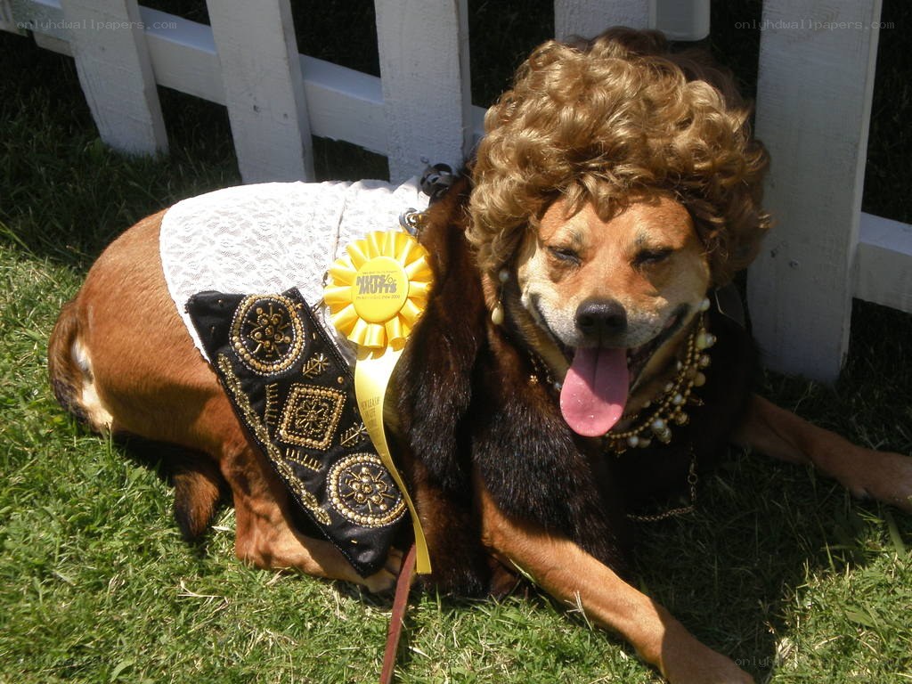dog in costume with ribbon