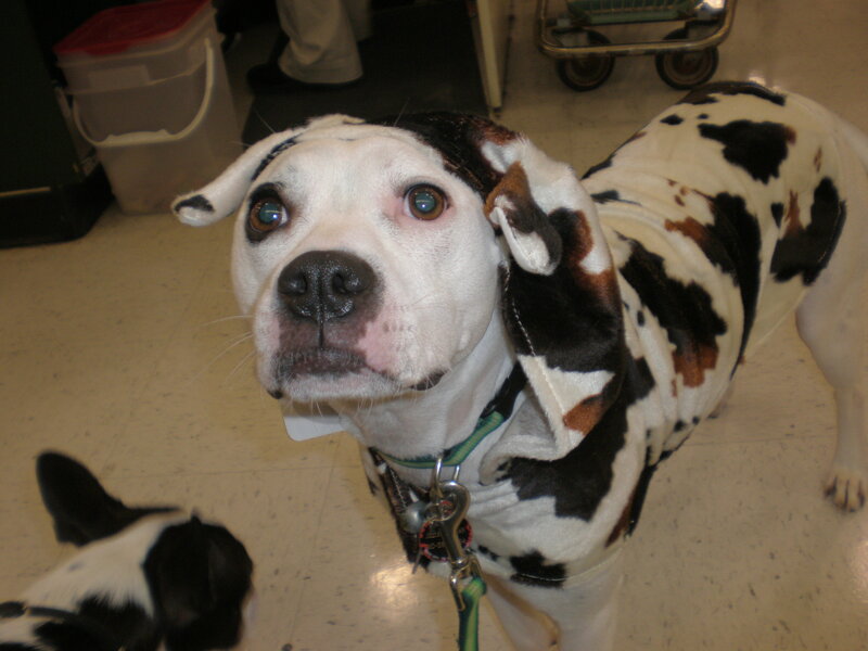 dog in cow-print outfit