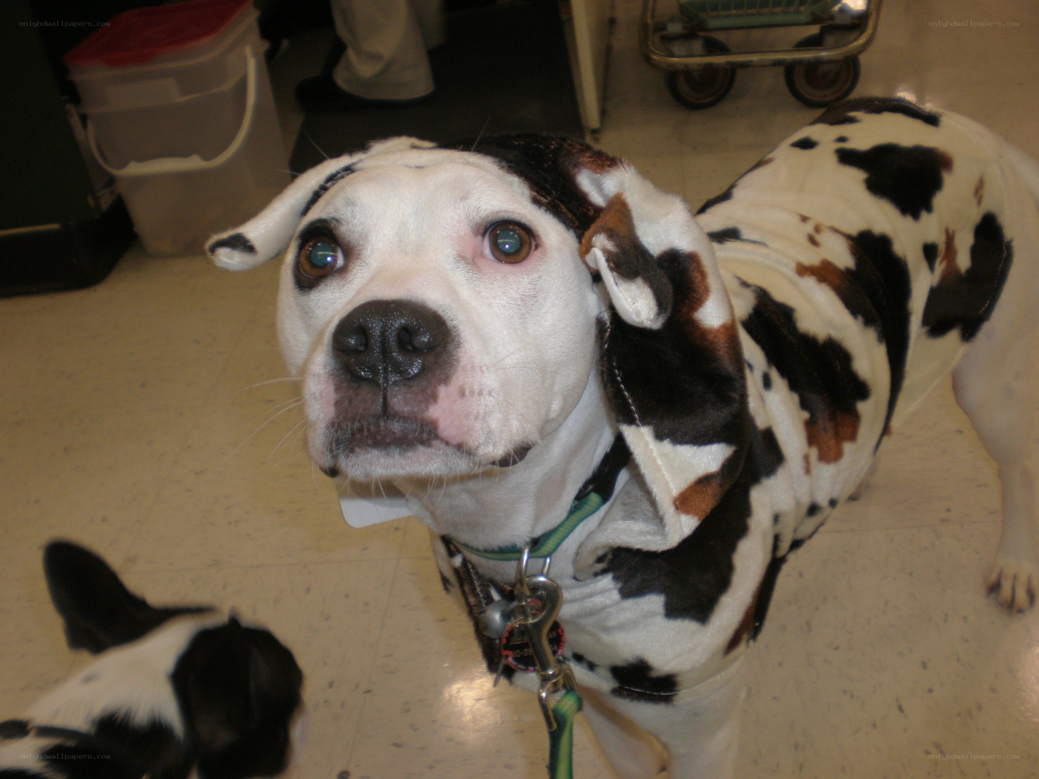 dog in cow-print outfit