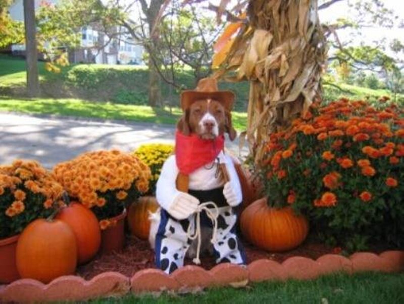 Dog in Cowboy Costume
