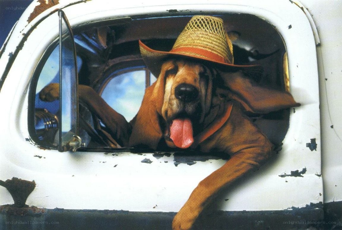 dog in cowboy hat in car